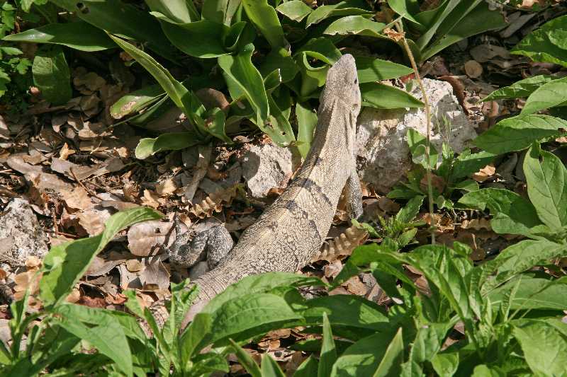 Mexico & Guatemala 2010 - 0164